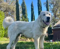 Turo, a male Great Pyrenees for sale in Placerville, CA – 1 of 5