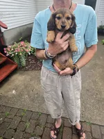 Brown boy, a male Miniature Dachshund for sale in Fort Plain, NY – 1 of 1