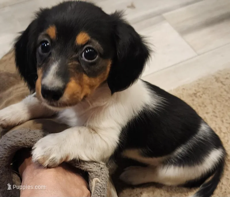 EasterPups F2 – Miniature Dachshund puppy on hold in Buffalo, MO