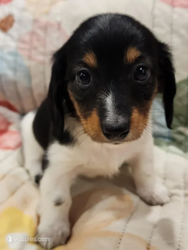 EasterPups F2 – Miniature Dachshund puppy for sale in Buffalo, MO