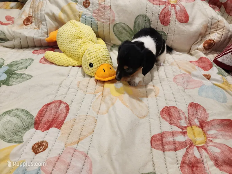 EasterPups F2 – Miniature Dachshund puppy for sale in Buffalo, MO