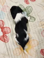 EasterPups F2, a female Miniature Dachshund for sale in Buffalo, MO – Photo 2 of 3