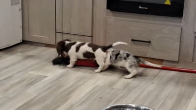 CKC Blue-Reduced, a male Miniature Dachshund for sale in Buffalo, MO – 2 of 8