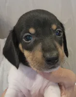 Male 1, a male Miniature Dachshund for sale in Buffalo, MO – Photo 1 of 4