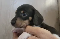 Male 1, a male Miniature Dachshund for sale in Buffalo, MO – Photo 3 of 4