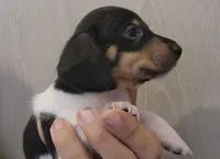 Male 1, a male Miniature Dachshund for sale in Buffalo, MO – Photo 2 of 4