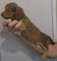 S-F2 Long-haired , a female Miniature Dachshund for sale in Buffalo, MO – 2 of 2