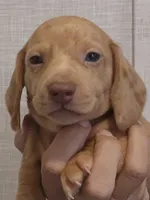 C-M2 Red dapple, a male Miniature Dachshund for sale in Buffalo, MO – 2 of 3