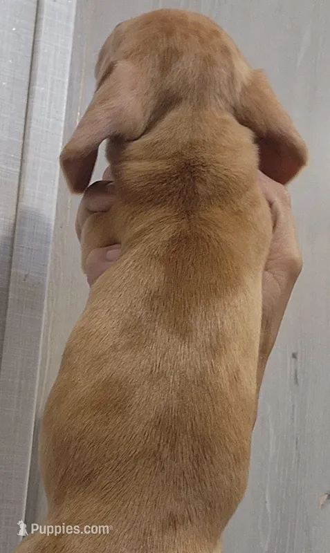 C-M2 Red dapple – Miniature Dachshund puppy for sale in Buffalo, MO