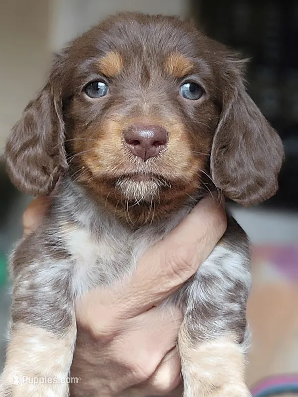 Sandy Long-haired CKC – Miniature Dachshund puppy for sale in Buffalo, MO