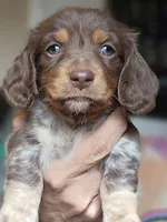 Sandy Long-haired CKC, a female Miniature Dachshund for sale in Buffalo, MO – 1 of 3
