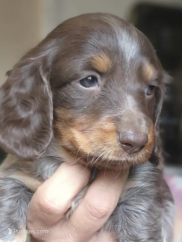 Frenchie Long-haired CKC – Miniature Dachshund puppy on hold in Buffalo, MO