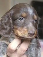 Frenchie Long-haired CKC, a female Miniature Dachshund for sale in Buffalo, MO – 1 of 3