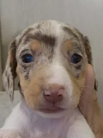 Female 3, a female Miniature Dachshund for sale in Buffalo, MO – Photo 4 of 4