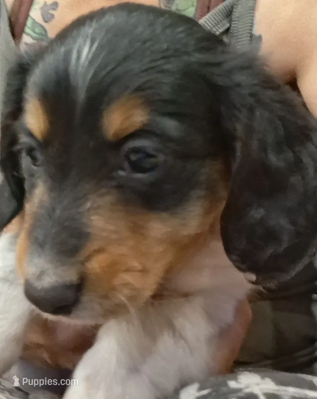 Knickie Long-haired CKC – Miniature Dachshund puppy on hold in Buffalo, MO