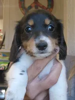 Baby Sister, a female Miniature Dachshund for sale in Buffalo, MO – 1 of 2