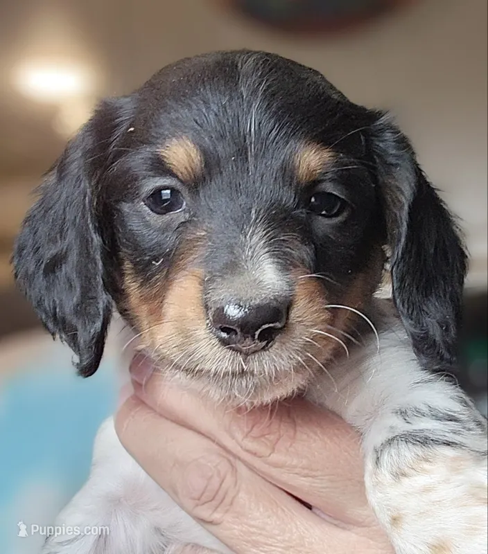 Danny Long-haired CKC – Miniature Dachshund puppy for sale in Buffalo, MO