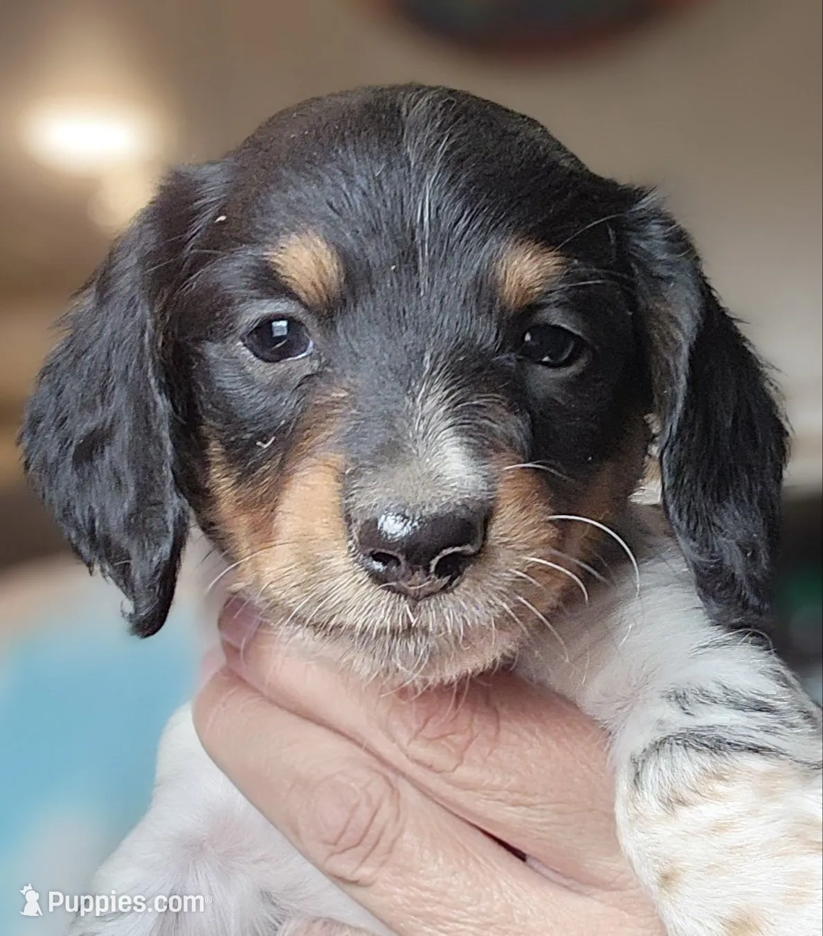Danny Long-haired CKC, a male Miniature Dachshund for sale in Buffalo, MO – 1 of 3