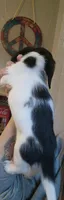 Baby Sister, a female Miniature Dachshund for sale in Buffalo, MO – 2 of 2