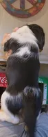 Brother, a female Miniature Dachshund for sale in Buffalo, MO – 2 of 2