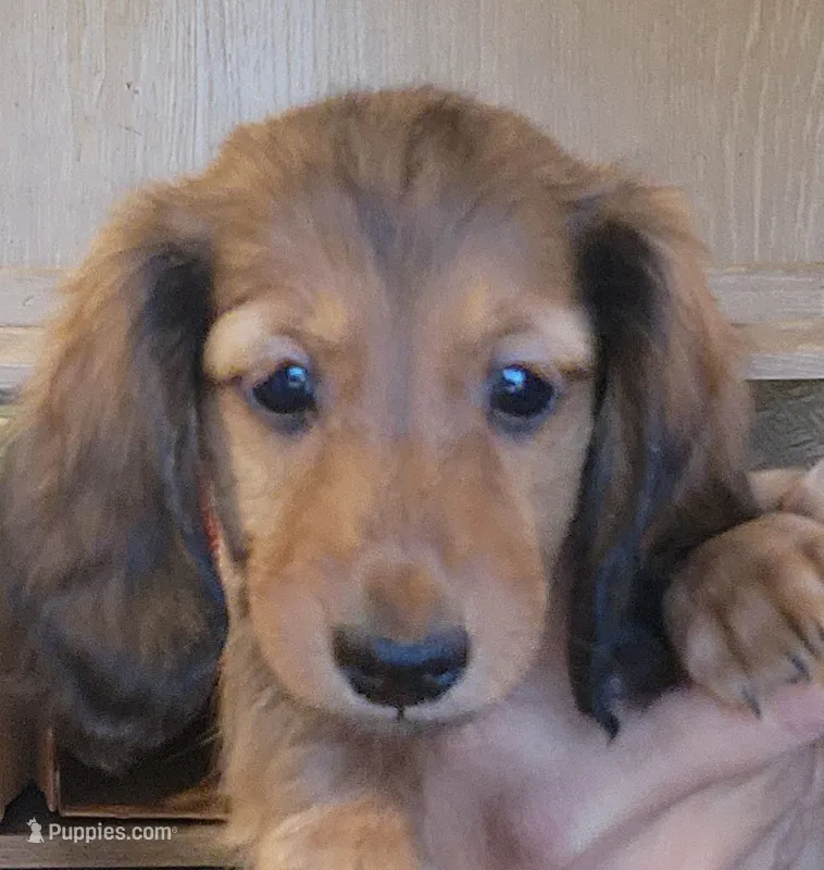 S-F1 Long-haired  – Miniature Dachshund puppy for sale in Buffalo, MO