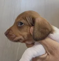 Male 3, a male Miniature Dachshund for sale in Buffalo, MO – Photo 2 of 3