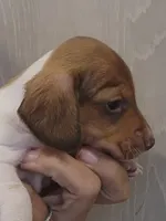 Male 3, a male Miniature Dachshund for sale in Buffalo, MO – Photo 1 of 3