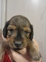 Light Blue, a female Miniature Dachshund for sale in Buffalo, MO – Photo 1 of 2