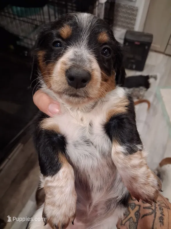 Rizzo long-haired CKC – Miniature Dachshund puppy for sale in Buffalo, MO