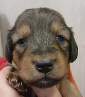 Orange, a female Miniature Dachshund for sale in Buffalo, MO – Photo 1 of 2