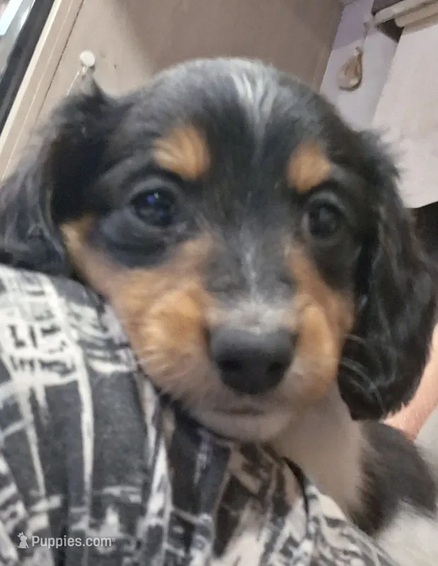Knickie Long-haired CKC – Miniature Dachshund puppy for sale in Buffalo, MO