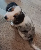 CKC Blue-Reduced, a male Miniature Dachshund for sale in Buffalo, MO – 1 of 8