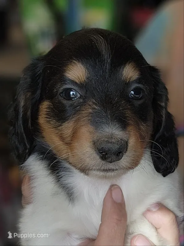 Knickie Long-haired CKC – Miniature Dachshund puppy for sale in Buffalo, MO