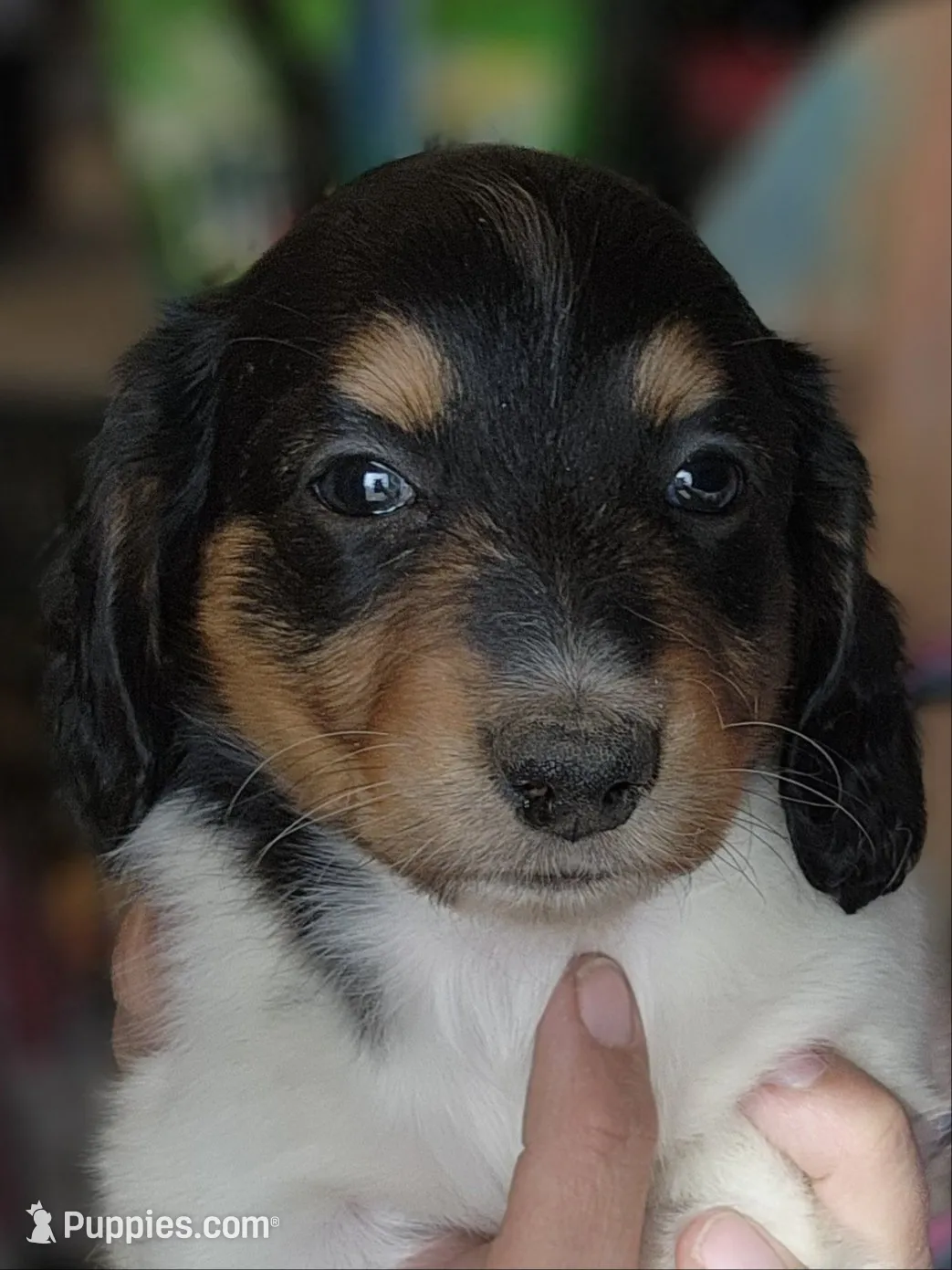 Knickie Long-haired CKC, a male Miniature Dachshund for sale in Buffalo, MO – 1 of 3