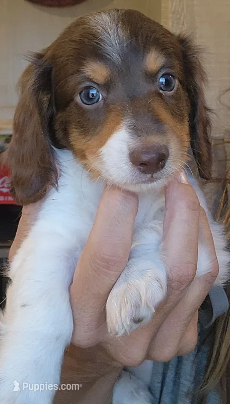 Chip – Miniature Dachshund puppy for sale in Buffalo, MO