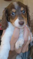 Chip, a female Miniature Dachshund for sale in Buffalo, MO – 1 of 2