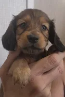 S-F1 Long-haired , a female Miniature Dachshund for sale in Buffalo, MO – 1 of 2