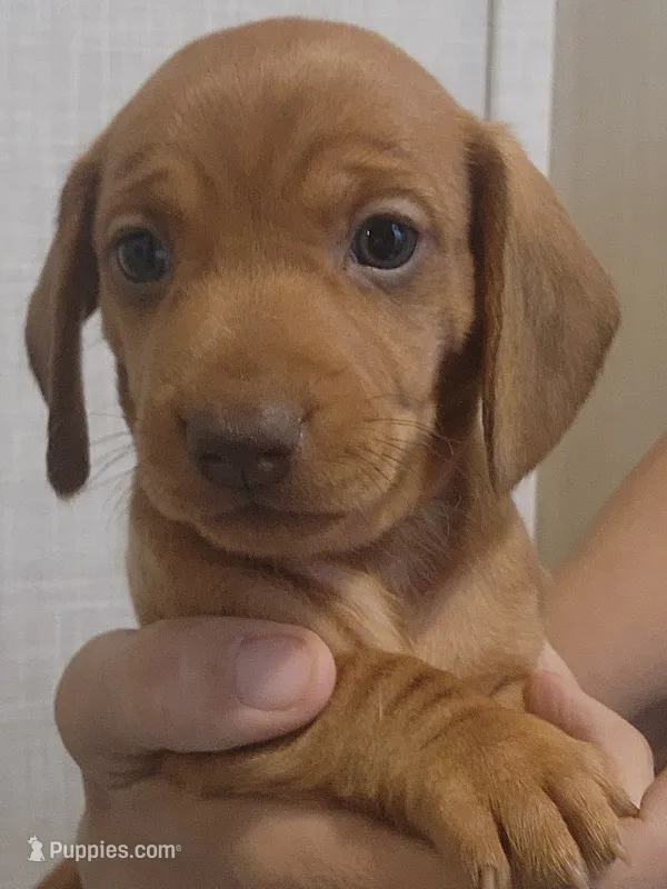 C-M1 – Miniature Dachshund puppy for sale in Buffalo, MO
