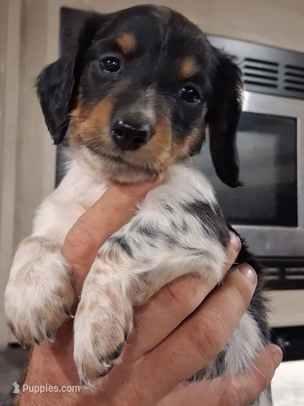 Ronan long-haired CKC – Miniature Dachshund puppy for sale in Buffalo, MO