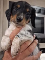 Ronan long-haired CKC, a male Miniature Dachshund for sale in Buffalo, MO – 1 of 3