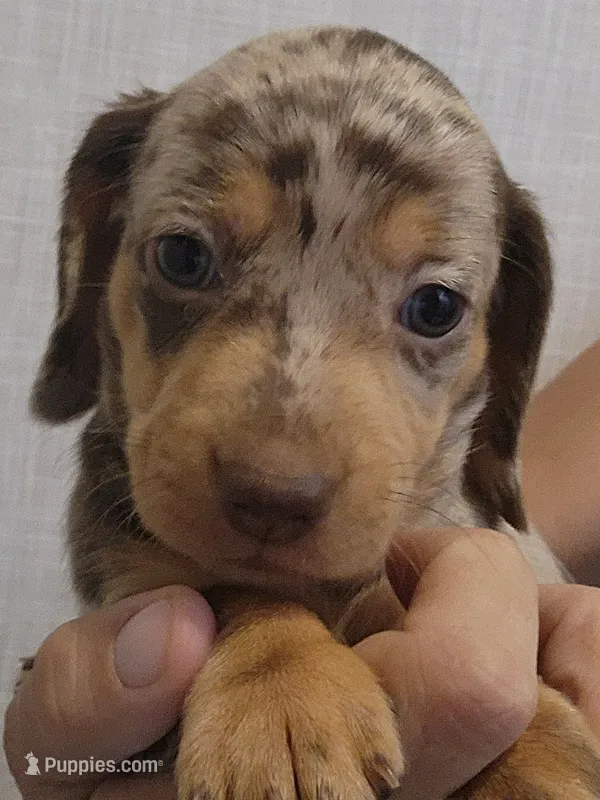 C-F1 – Miniature Dachshund puppy for sale in Buffalo, MO