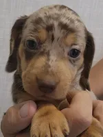 C-F1, a female Miniature Dachshund for sale in Buffalo, MO – 1 of 2