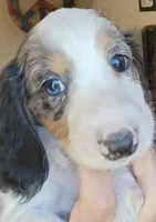 Blue, a female Miniature Dachshund for sale in Buffalo, MO – 1 of 2