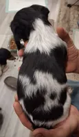 Ronan long-haired CKC, a male Miniature Dachshund for sale in Buffalo, MO – 2 of 3