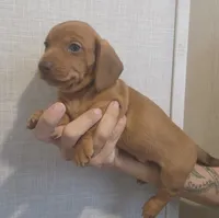 C-M1, a male Miniature Dachshund for sale in Buffalo, MO – 2 of 2