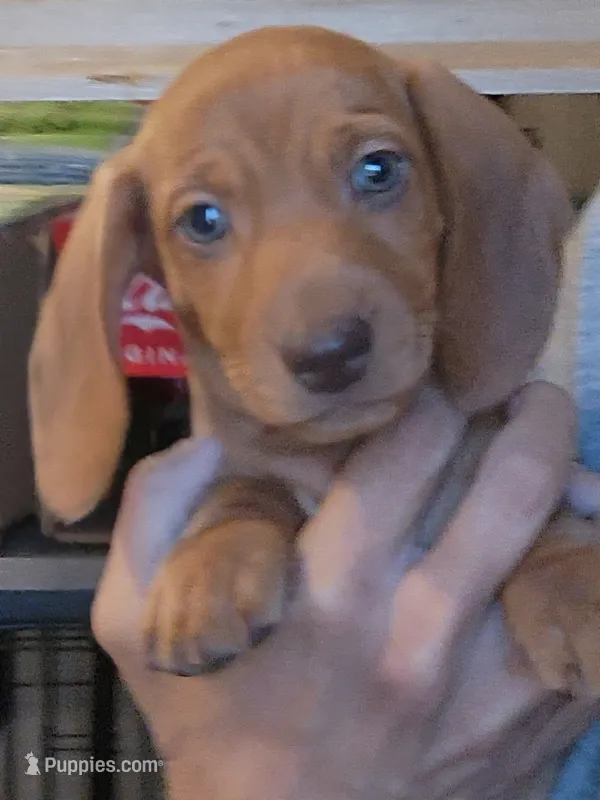 C-M1 – Miniature Dachshund puppy for sale in Buffalo, MO