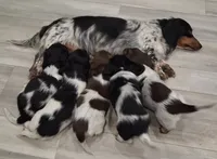 Sandy Long-haired CKC, a female Miniature Dachshund for sale in Buffalo, MO – 3 of 3
