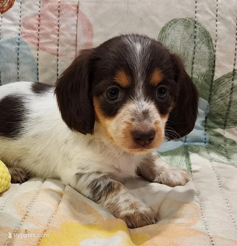 EasterPups F1 – Miniature Dachshund puppy for sale in Buffalo, MO