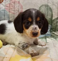 EasterPups F1, a female Miniature Dachshund for sale in Buffalo, MO – Photo 1 of 2