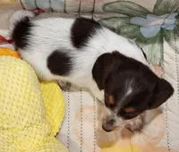 EasterPups F1, a female Miniature Dachshund for sale in Buffalo, MO – Photo 2 of 2